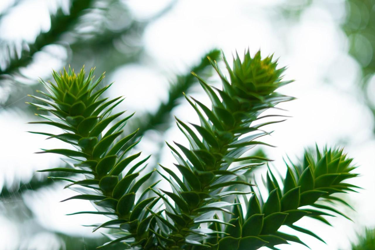 Le Gite Araucaria Le Tilleul المظهر الخارجي الصورة